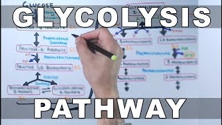 Glycolysis Pathway [upl. by Florio]