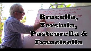 Yersinia Francisella Brucella and Pasteurella  بكتيريا سلبية الغرام [upl. by Eniamrehs]