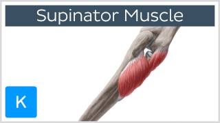 Supinator Muscle  Origins amp Function  Human Anatomy  Kenhub [upl. by Aissela]