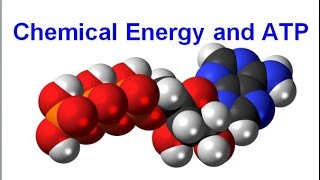 Chemical Energy and ATP regular biology updated [upl. by Arat115]