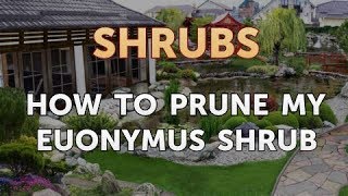 How to Prune My Euonymus Shrub [upl. by Yllime]