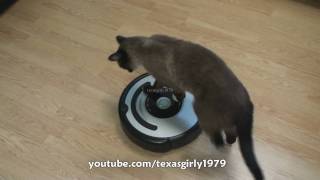 Cat shows HOW TO use iRobot Roomba Vacuum [upl. by Materi]