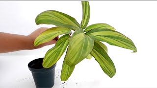 How to Grow and Care Cordyline Fruticosa Kiwi from Cuttings [upl. by Eirffej]