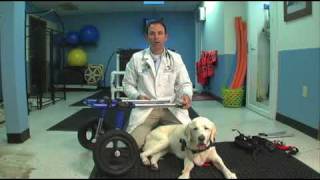 Veterinarian Demonstrates how to put a Walkin Wheels Dog Wheelchair on a dog [upl. by Tanney]