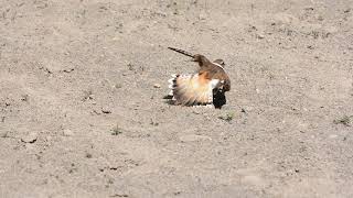 Killdeer broken wing act [upl. by Anwahsal]