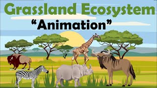 GRASSLAND ECOSYSTEM  Animation [upl. by Benetta]