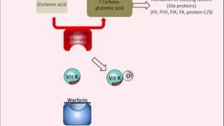 Warfarin Coumadin Nursing Pharmacology Considerations [upl. by Kenlay]