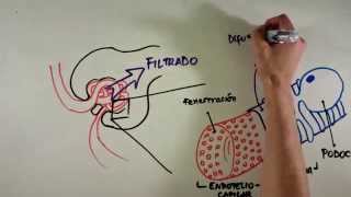 Fisiología Renal [upl. by Ev424]