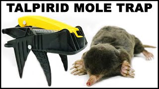 Catching Moles With A Powerful Spring Loaded Trap Mousetrap Monday [upl. by Latoniah705]