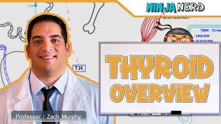 Endocrinology  Thyroid Overview [upl. by Atteynod]