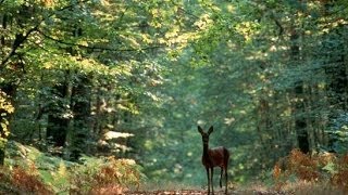 A la découverte de la Forêt  Documentaire francais sur la Nature [upl. by Ahsinrats]