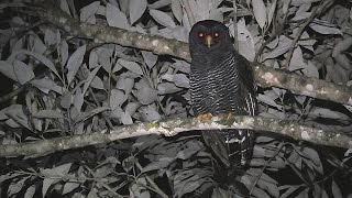 O canto da corujapreta  Blackbanded Owl song Strix huhula [upl. by Radek750]