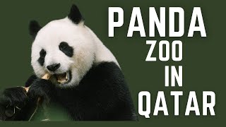 Panda Zoo Project in Qatar 2022 [upl. by Zaslow422]