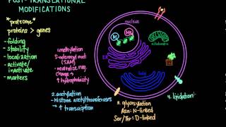 Post Translational Modifications [upl. by Atnohsal]