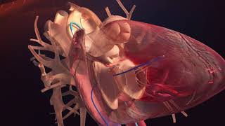 Le cœur  physiologie pathologie et traitements [upl. by Pooley448]