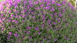 Polygala Petite Butterflys  Dwarf Sweat Pea Shrub [upl. by Teews]