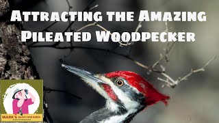 Attracting the Pileated Woodpecker [upl. by Eijneb]