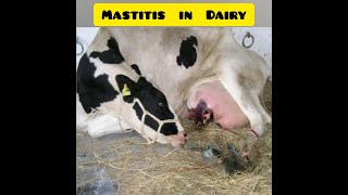 Mastitis in cattle Introduction Treatment and Prevention [upl. by Arnaldo]