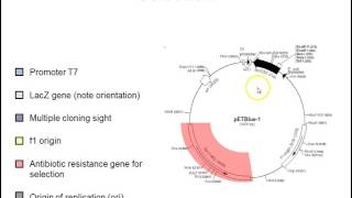 Plasmid vectors [upl. by Ahsuoj]