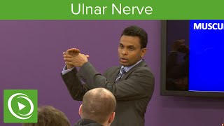 Muscles of the Ulnar Nerve – MRCS  Lecturio [upl. by Thia]