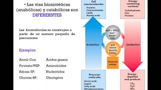 Interrelaciones metabólicas y principios generales de la regulación metabólica  DRE [upl. by Enyale]