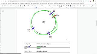 Reading Plasmid Maps [upl. by Harmaning446]