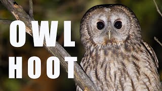 Tawny OWL call at night bird sounds and noises [upl. by Enileda]