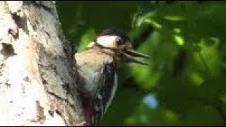 WOODPECKER Vocals 👀 ALARM CALL to Chicks amp Predator [upl. by Obnukotalo835]