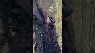 Redbreasted Nuthatch2 [upl. by Eliot]