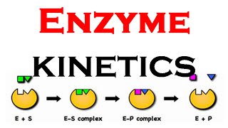 Enzyme kinetics animation [upl. by Cline]