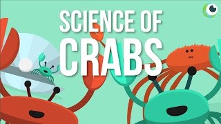 Beautiful Science  The Science of Crabs [upl. by Olwen]