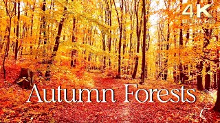 Enchanting Autumn Forests with Beautiful Piano Music  4K Autumn Ambience amp Fall Foliage [upl. by Reklaw]