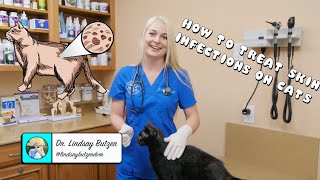 How to Treat Generalized Skin Infections on Cats [upl. by Mossberg]