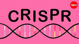 How CRISPR lets you edit DNA  Andrea M Henle [upl. by Cherice679]