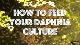 How To Feed Your Daphnia Culture [upl. by Laurens]