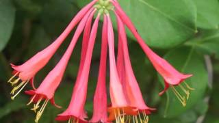 Plant portrait  Coral honeysuckle Lonicera sempervirens [upl. by Ariamat965]