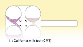 11 California milk test CMT [upl. by Alejna]