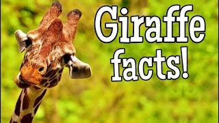 Giraffe Facts for Kids  Classroom Edition Giraffes Learning Video [upl. by Llerrehs]