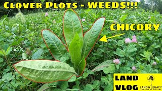 Controlling Weeds in Clover Plots  Chicory Clover Alfalfa [upl. by Lauri]