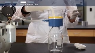 How to do a megaprep plasmid DNA purification [upl. by Neelasor272]