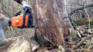 Stihl ms170 cutting wood [upl. by Laing687]