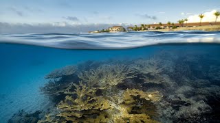 Bonaire Shore Diving Endangered Coral Species at Bari Reef [upl. by Aiclid]