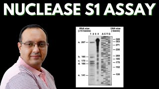 S1 Nuclease Assay  Transcriptome Analysis [upl. by Ecnarolf]