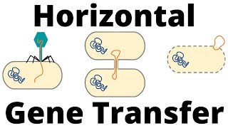 Transformation Transduction and Conjugation Horizontal Gene Transfer in Bacteria [upl. by Eiresed]