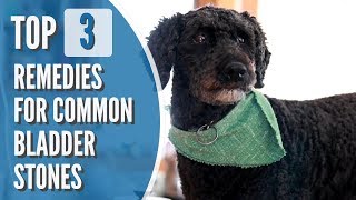 Bladder Stones in Dogs and Cats Top 3 Effective Remedies [upl. by Aramad128]