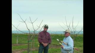 Pistachio Pruning amp Training  Years 3 to 5 [upl. by Merrile]