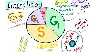 Cell Cycle part 2 the INTERPHASE [upl. by Ifar]