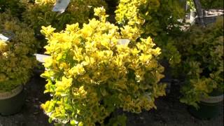 Golden Euonymus [upl. by Hepsibah]