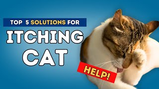 Itching Cat Help [upl. by Kemeny791]