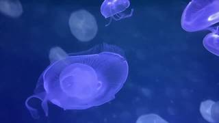 Jellyfish LifeCycle [upl. by Oicam]